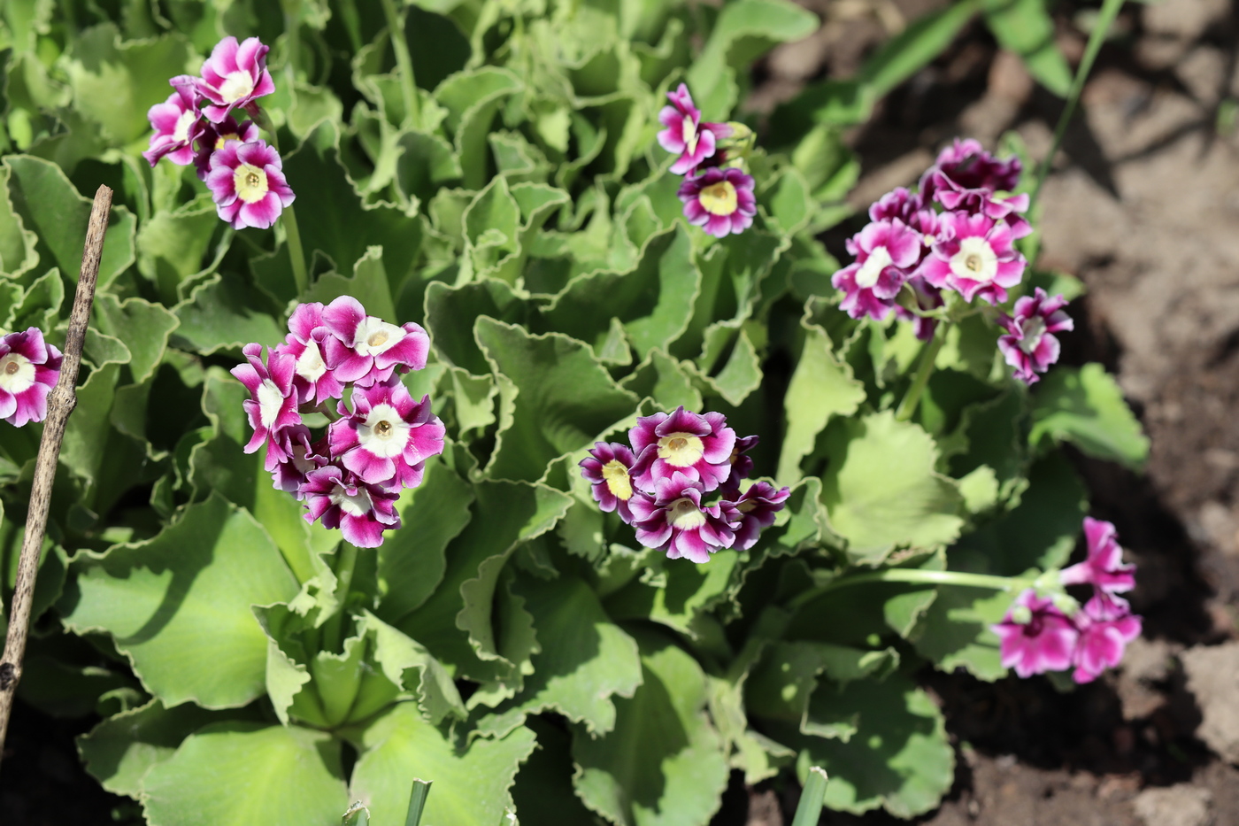 Изображение особи Primula auricula.