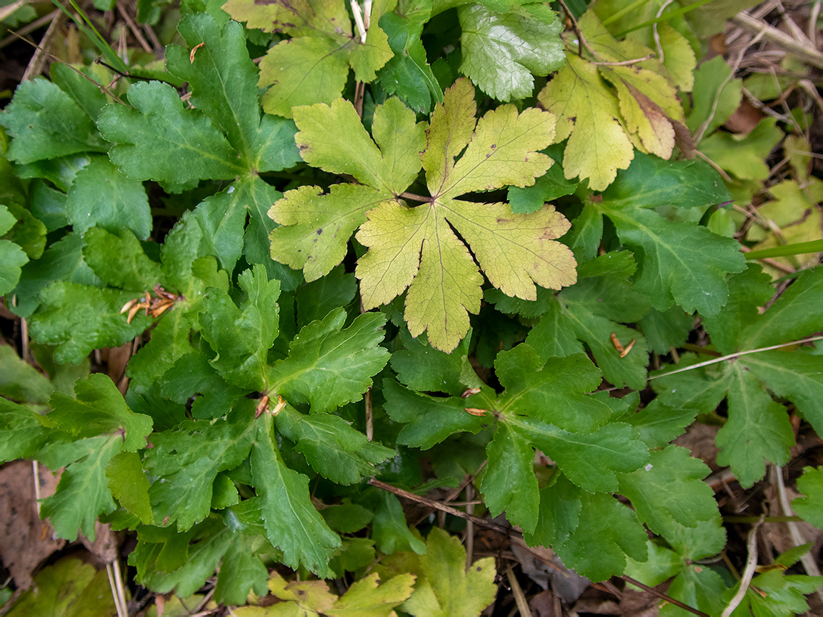 Image of Sanicula europaea specimen.