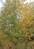 Salix caprea