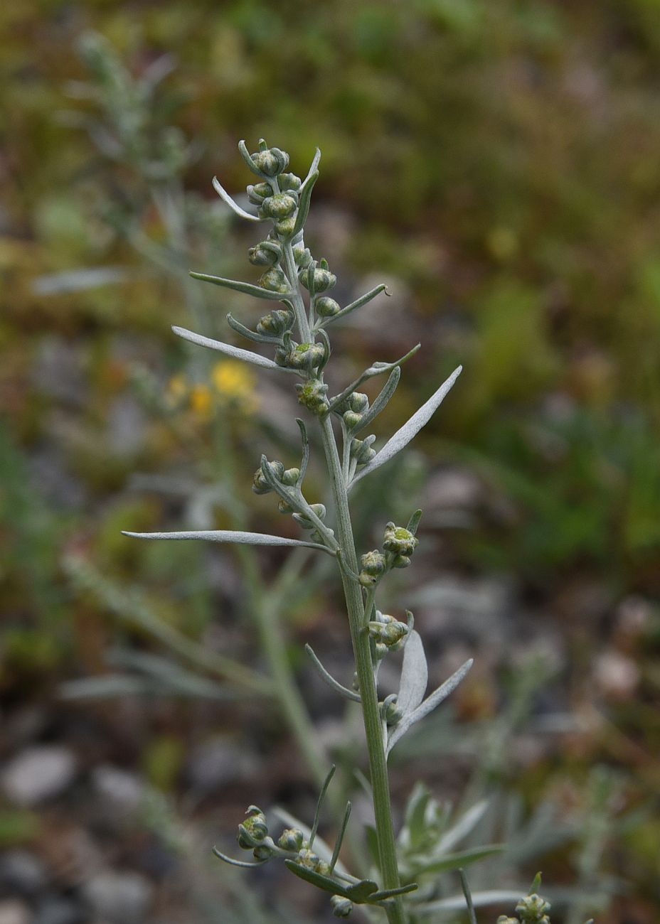 Image of Artemisia absinthium specimen.