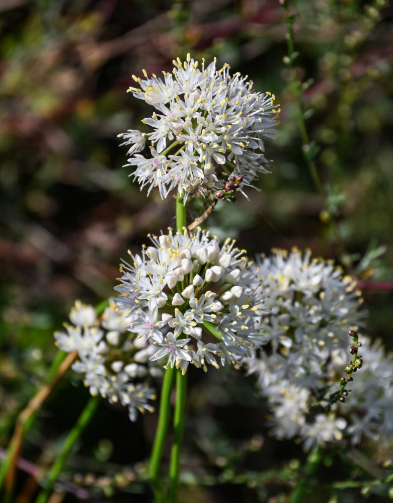 Image of Allium denudatum specimen.