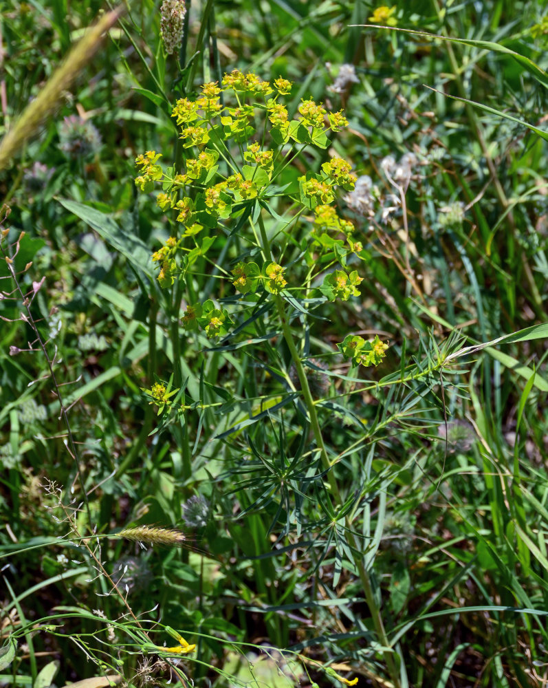 Image of genus Euphorbia specimen.