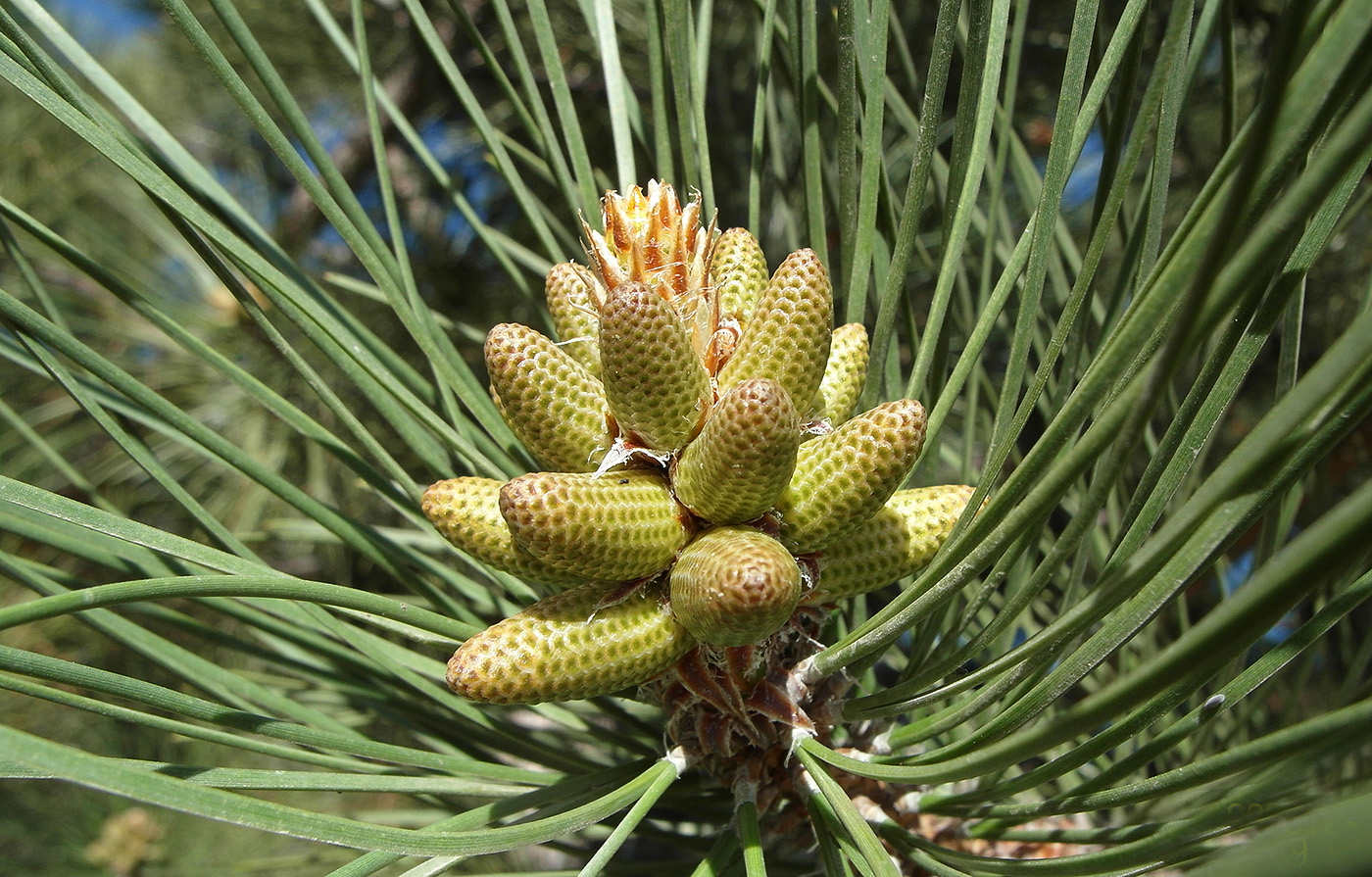 Изображение особи Pinus pallasiana.