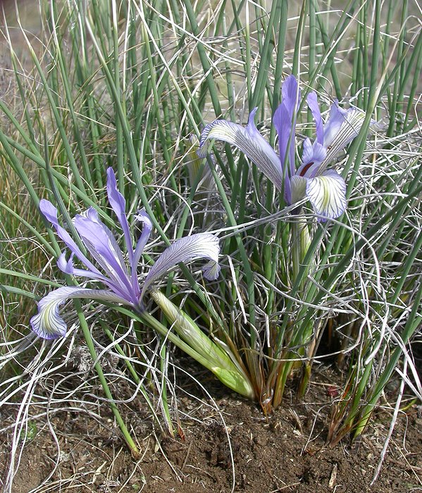 Изображение особи Iris tenuifolia.