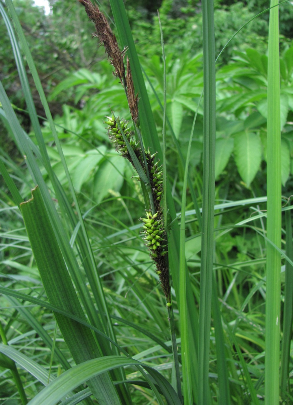 Изображение особи Carex riparia.