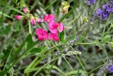 Lathyrus tuberosus. Верхушка побега с соцветием. Грузия, г. Тбилиси на клумбе с Lavandula. 10.06.2023.