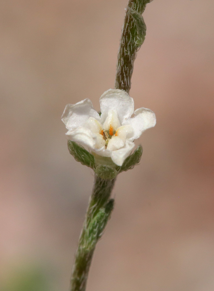 Image of genus Lappula specimen.