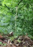 Pyrola rotundifolia. Плодоносящее растение. Дагестан, Сергокалинский р-н, 2 км ЮЗЗ с. Мюрего, буковый лес. 23 июня 2023 г.