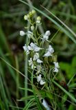 Habenaria linearifolia. Соцветие. Приморье, окр. г. Находка, бухта Лашкевича, приморский луг. 30.07.2021.