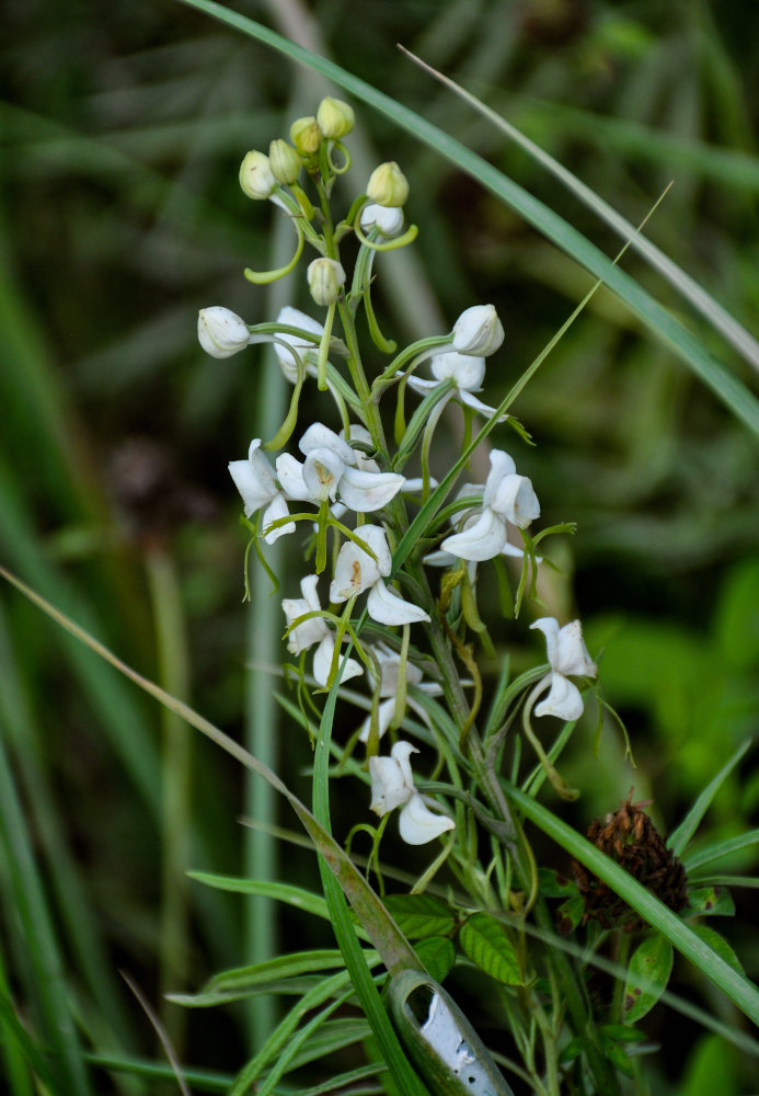 Image of Habenaria linearifolia specimen.
