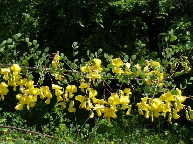 Image of Colutea paulsenii specimen.