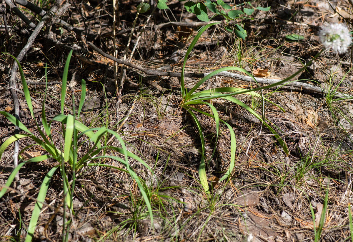 Image of Allium nutans specimen.