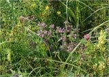 Clinopodium vulgare