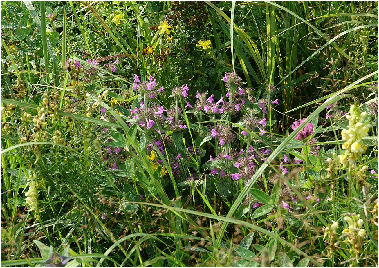 Изображение особи Clinopodium vulgare.