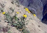 Achillea filipendulina