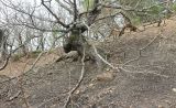 Quercus petraea. Взрослое растение с коротким перекрученным стволом и пышной кроной. Краснодарский край, м/о г. Геленджик, окр. с. Тешебс, Прохаскина балка, глинисто-щебнистый осыпной склон. 02.12.2023.