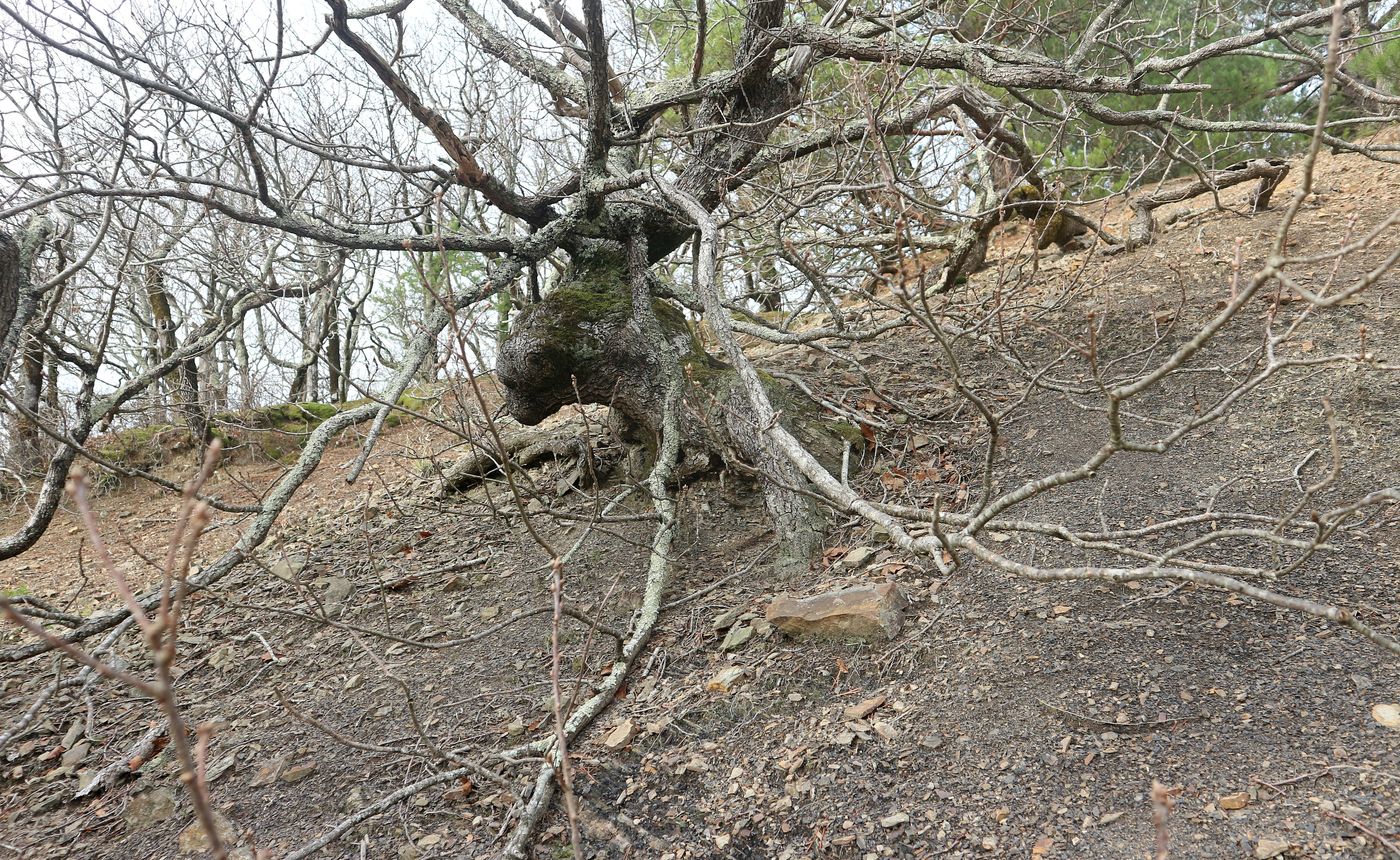 Изображение особи Quercus petraea.