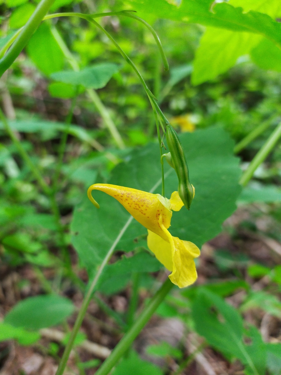 Изображение особи Impatiens noli-tangere.