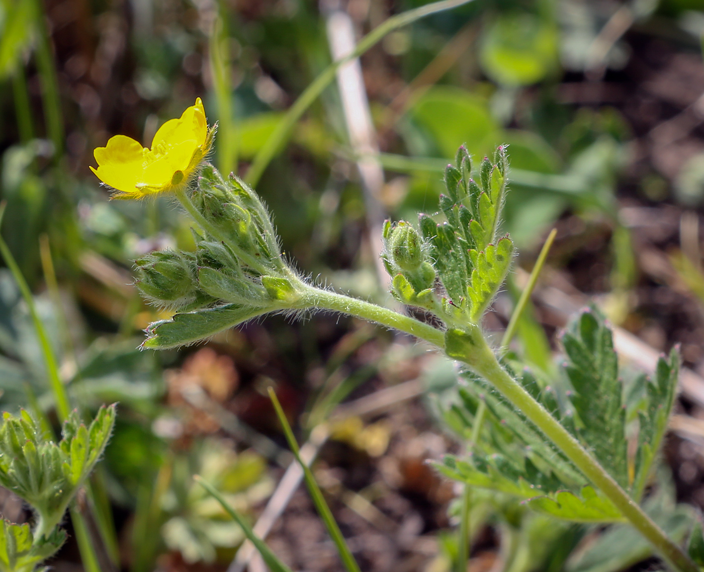 Изображение особи Potentilla thuringiaca.