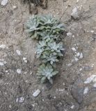 Salvia canescens разновидность daghestanica. Вегетирующее растение. Чечня, Шаройский р-н, левый берег р. Шароаргун в 1,5 км выше устья р. Кенхи, склон горы. 12 августа 2023 г.