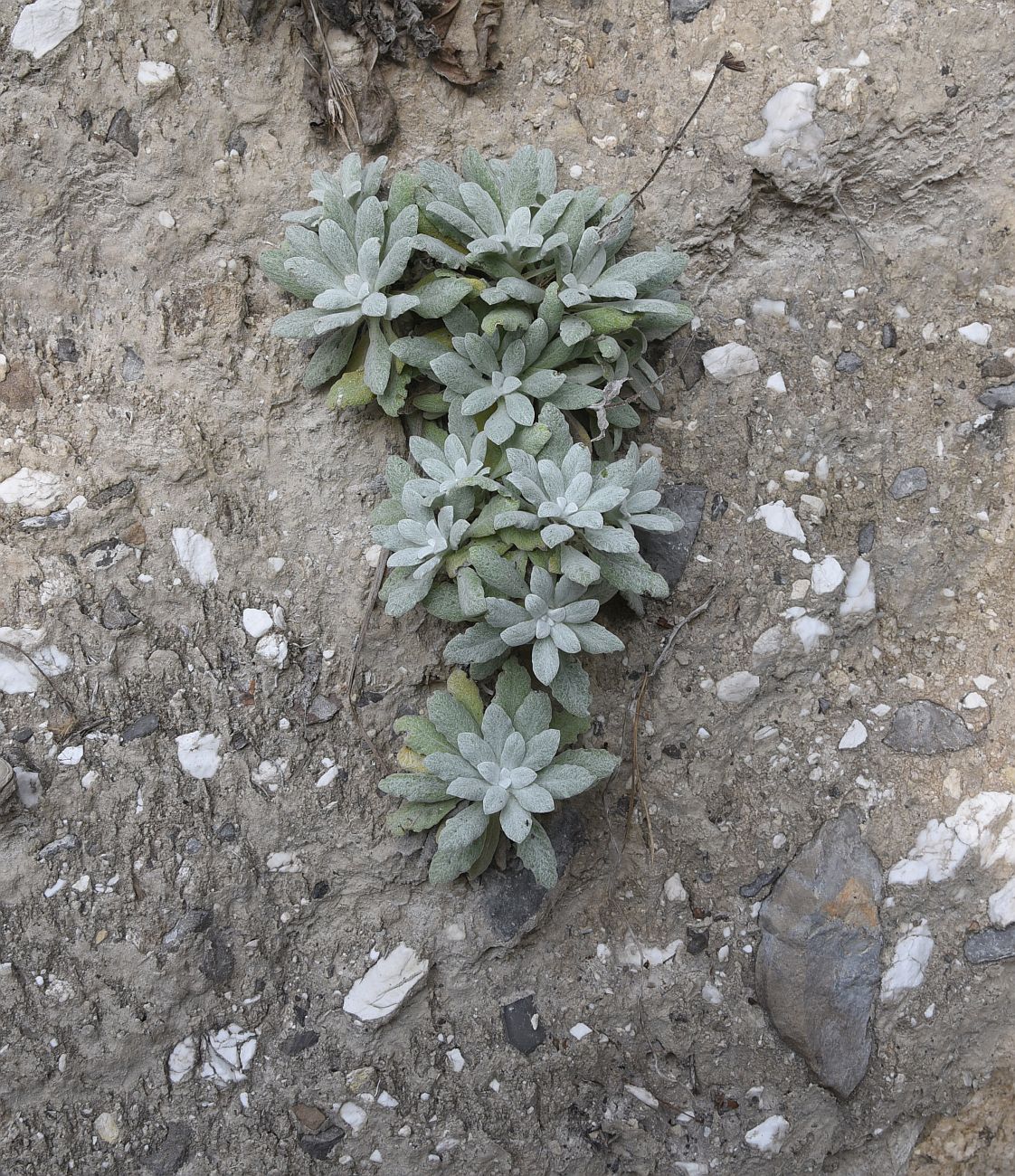 Image of Salvia canescens var. daghestanica specimen.