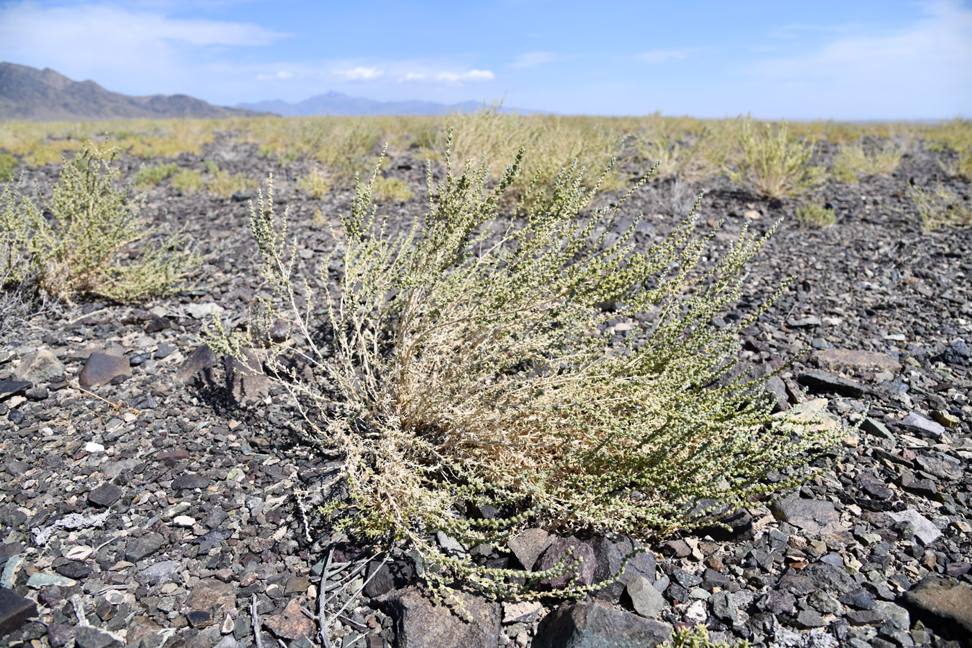 Изображение особи семейство Chenopodiaceae.