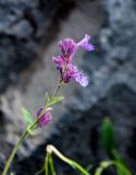 Nepeta mussinii