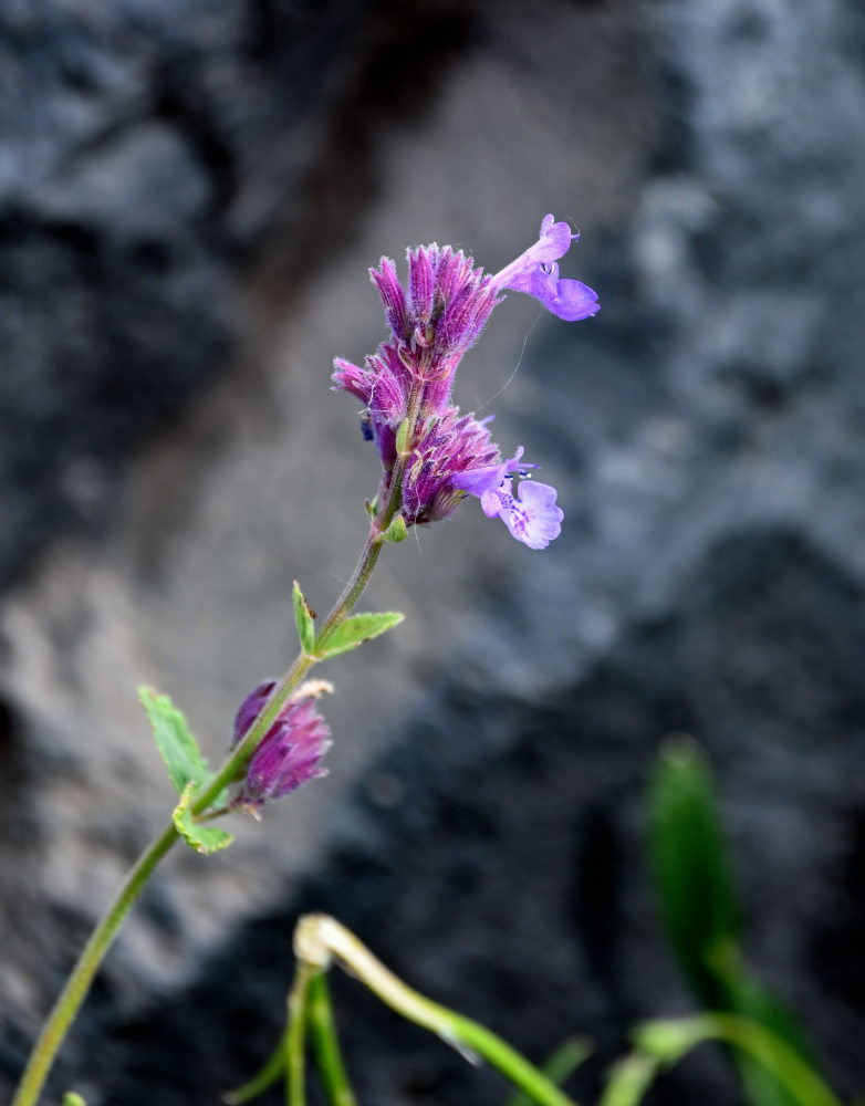 Изображение особи Nepeta mussinii.