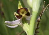 Ophrys apifera. Цветок. Испания, автономное сообщество Каталония, провинция Жирона, комарка Баш Эмпорда, муниципалитет Тороэлья-де-Монгри, окр. устья р. Тер, маршевый луг Платера (Platera). 08.05.2022.