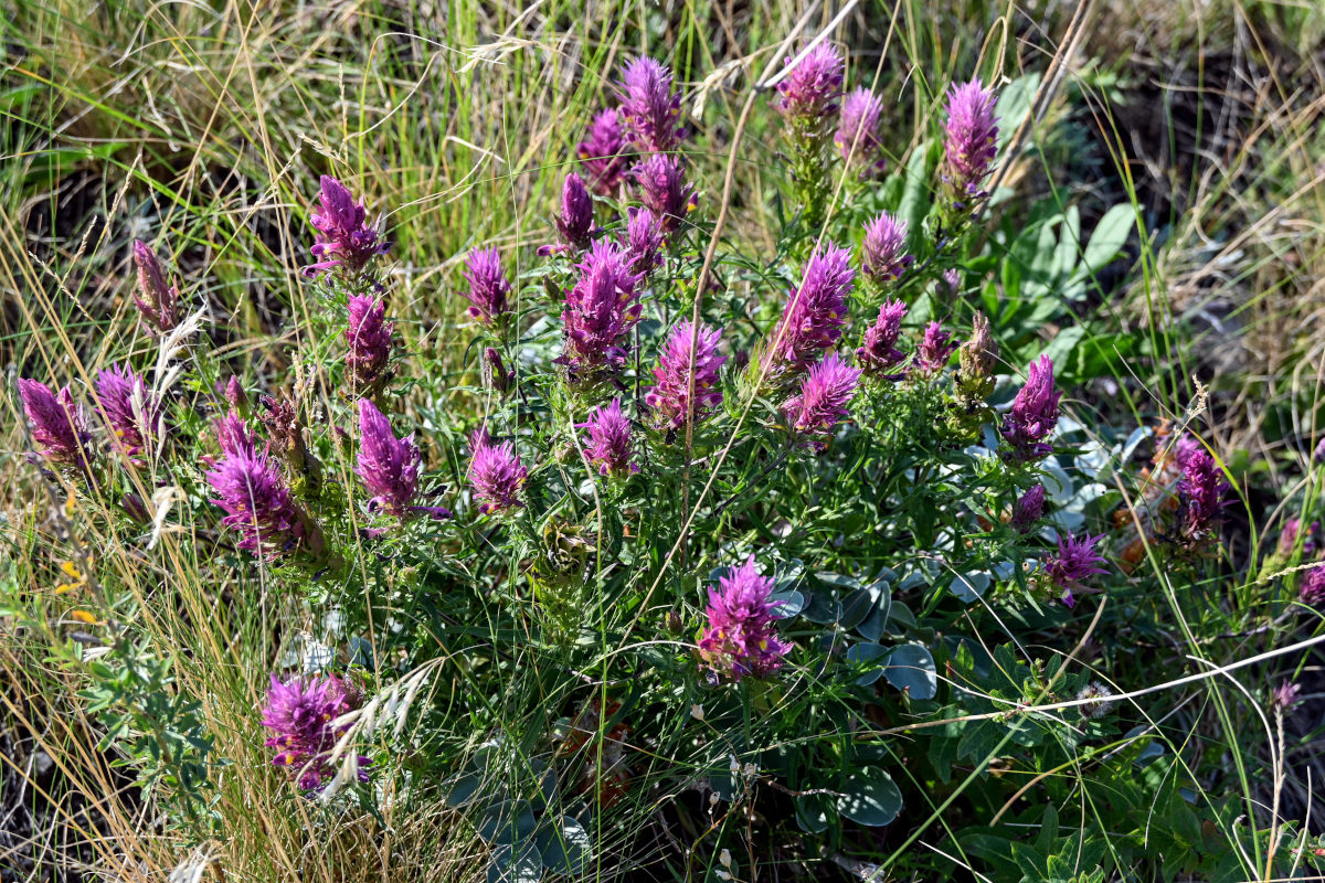 Image of Melampyrum arvense specimen.