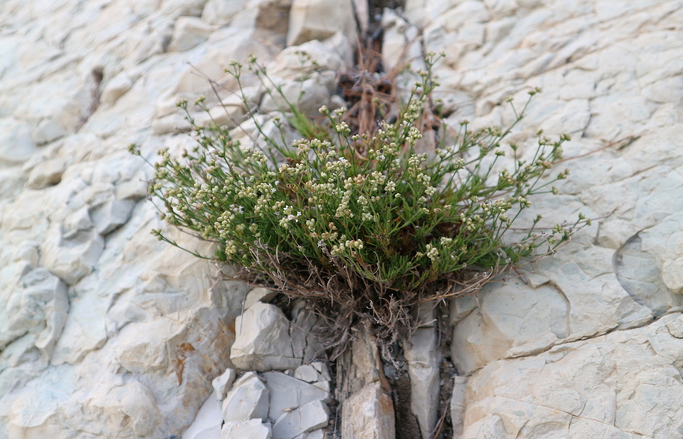 Изображение особи Asperula supina.