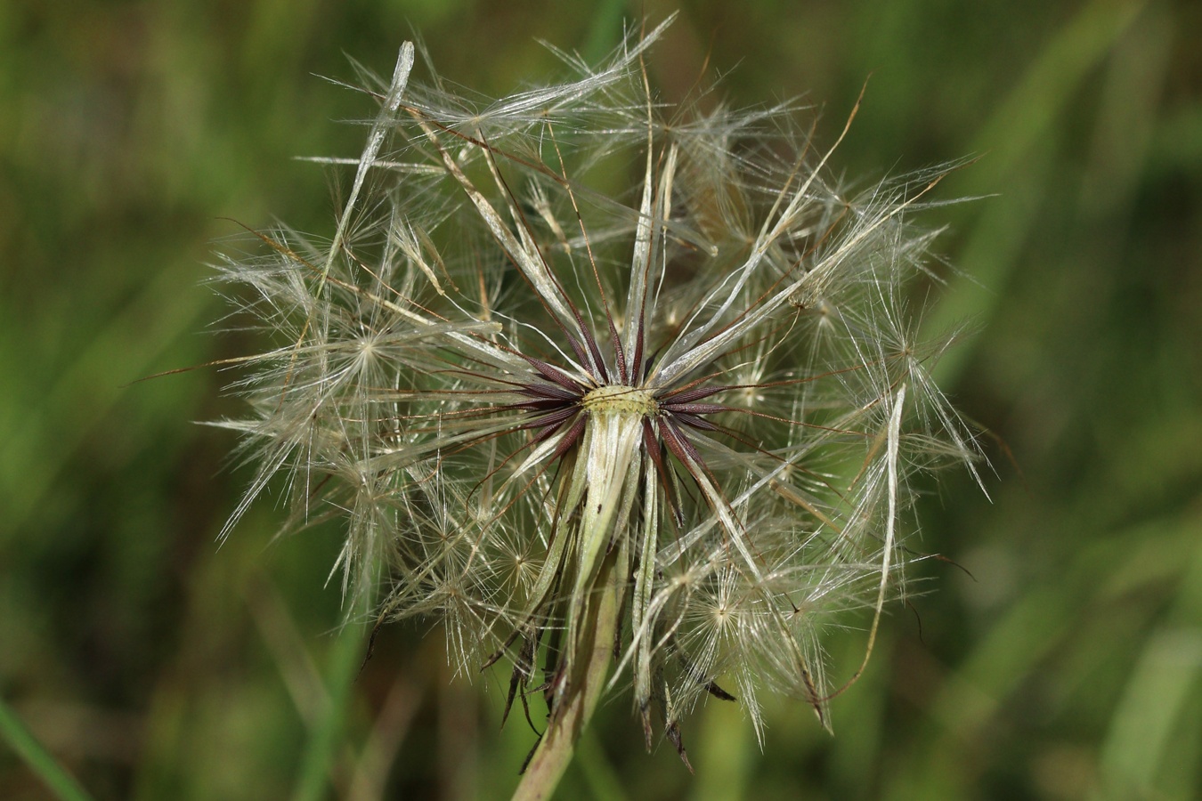 Image of Hypochaeris radicata specimen.