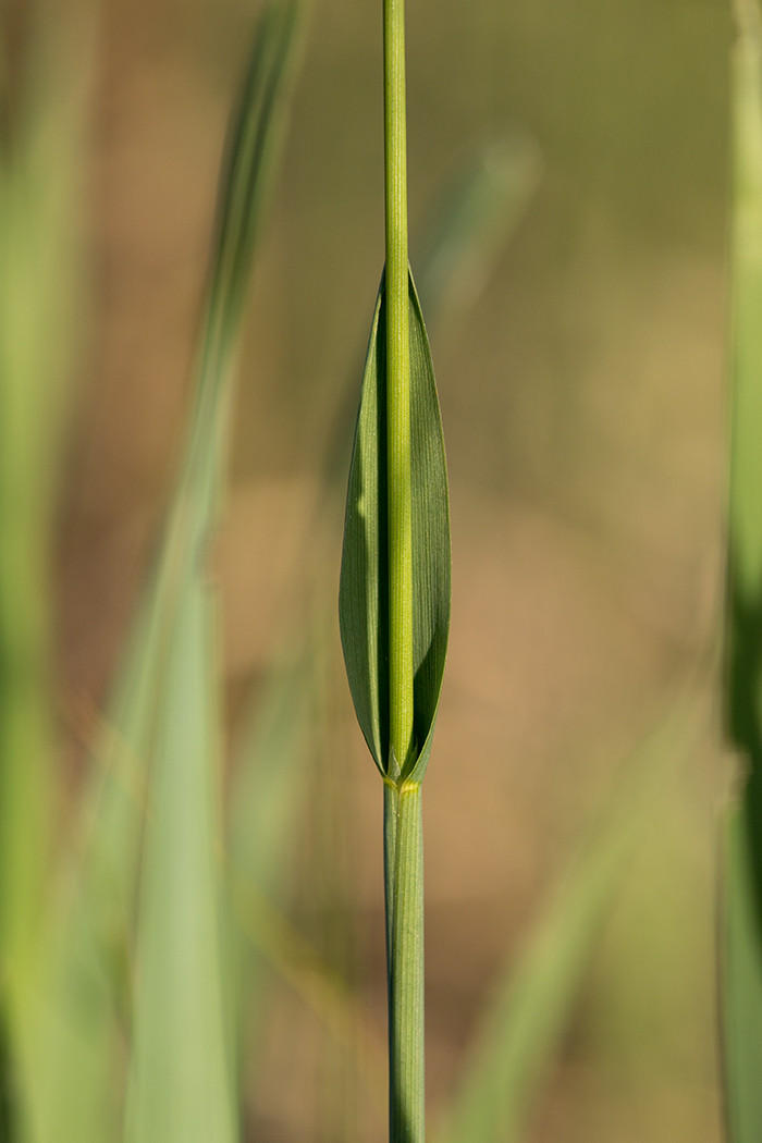 Image of Hierochloe repens specimen.