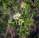 Spiraea hypericifolia