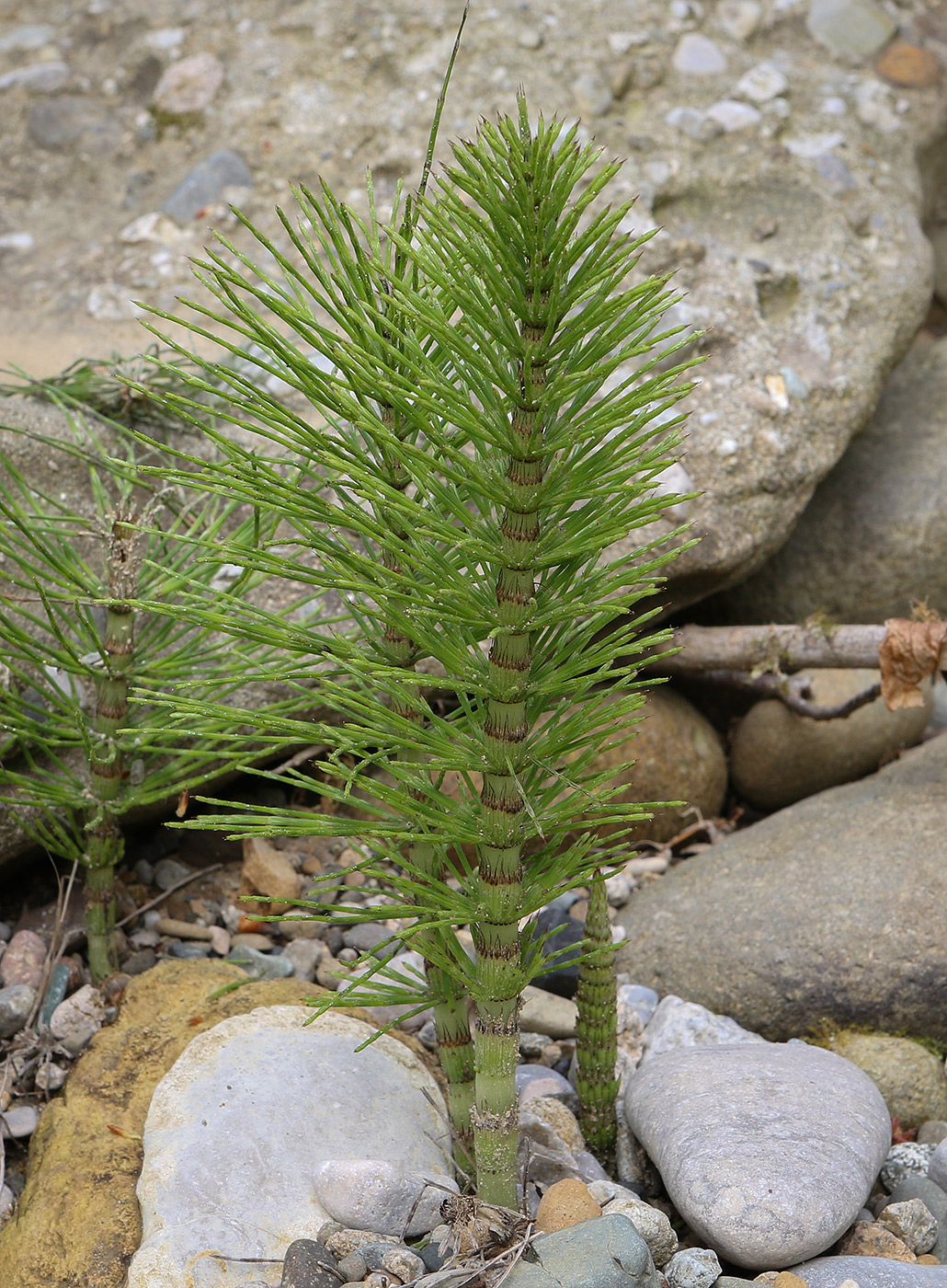 Изображение особи Equisetum telmateia.