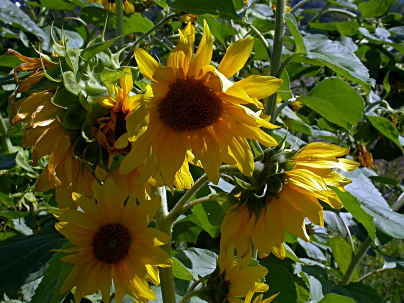 Image of Helianthus annuus specimen.