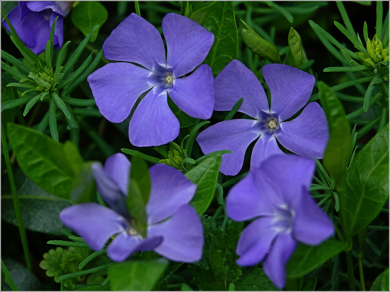 Image of Vinca minor specimen.