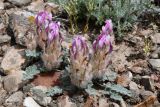 Astragalus chaetodon