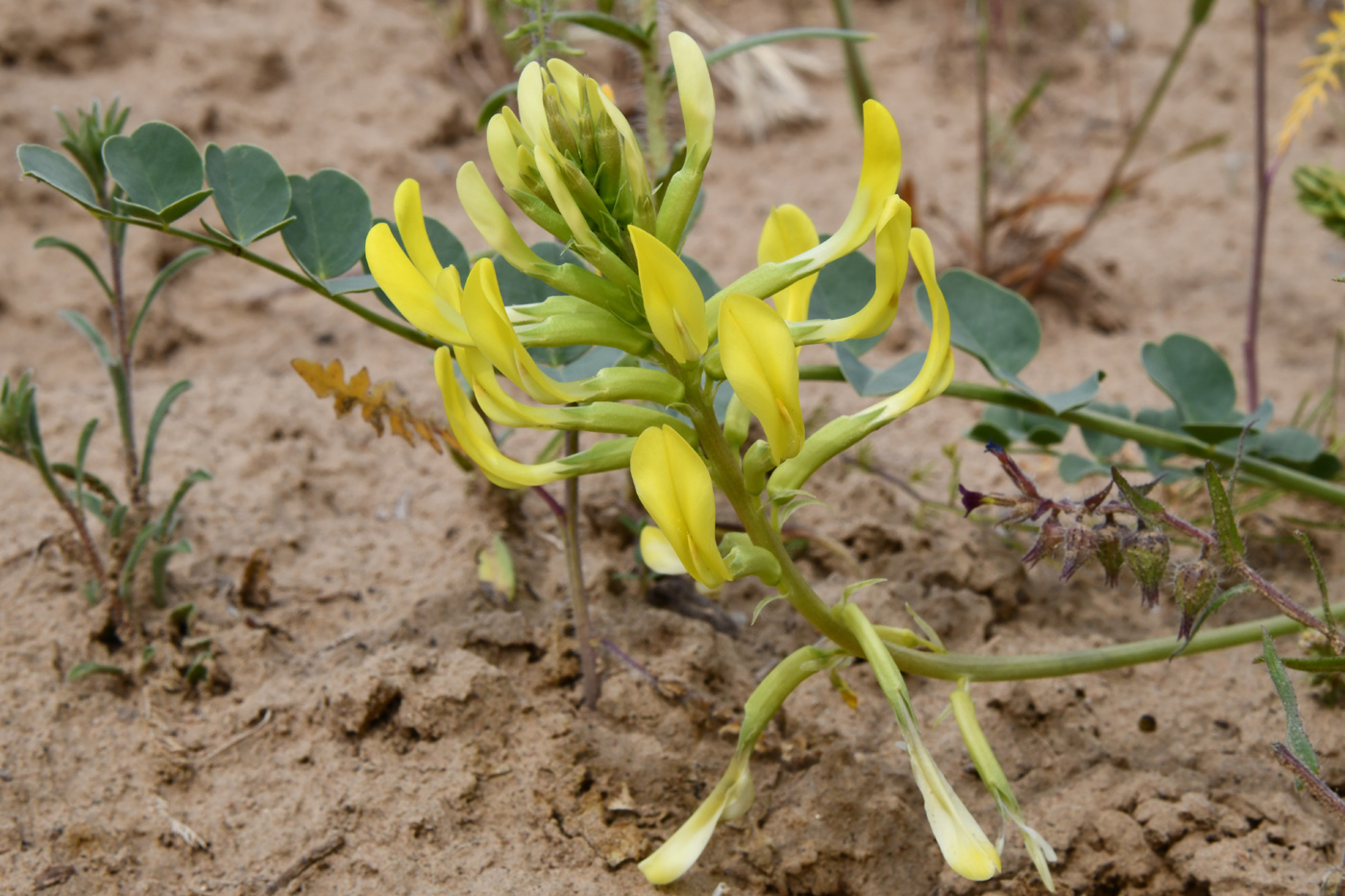 Image of Astragalus flexus specimen.
