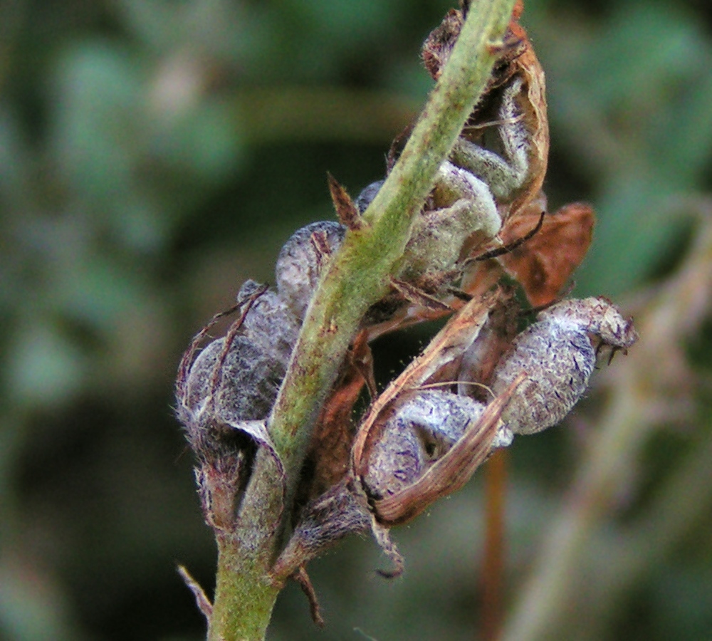 Image of Hedysarum gmelinii specimen.