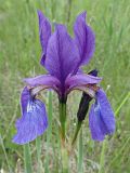 Iris sanguinea