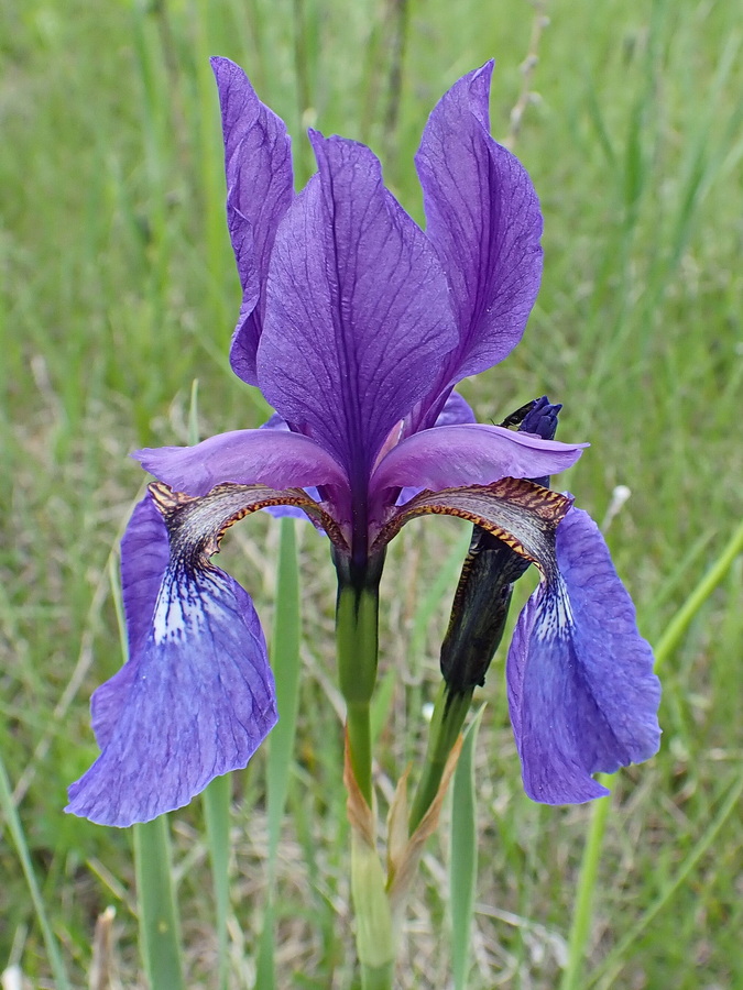 Image of Iris sanguinea specimen.