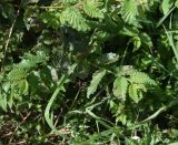 genus Ulmus