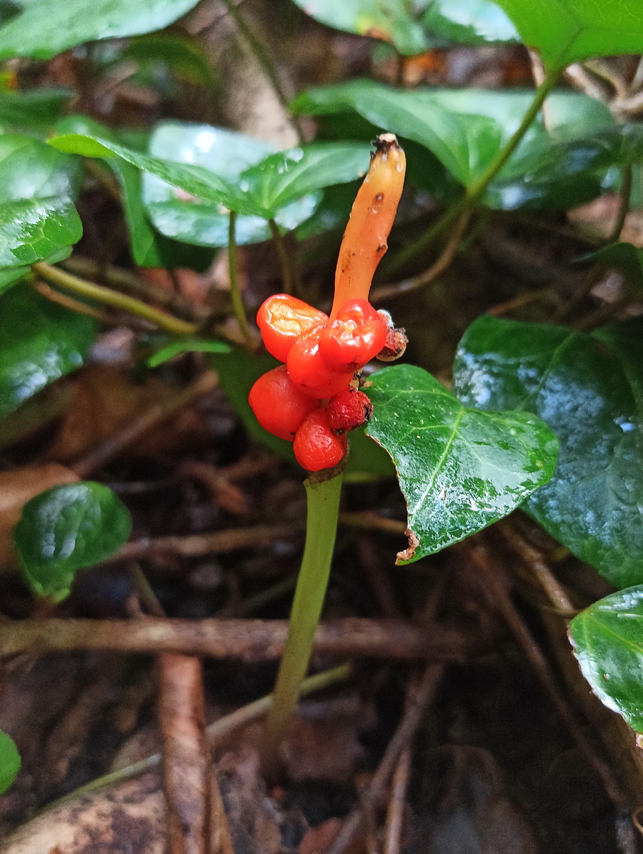 Image of genus Arum specimen.