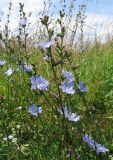 Cichorium intybus