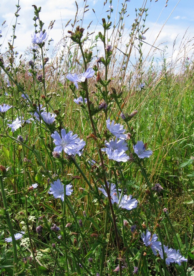 Изображение особи Cichorium intybus.