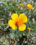 Eschscholzia californica
