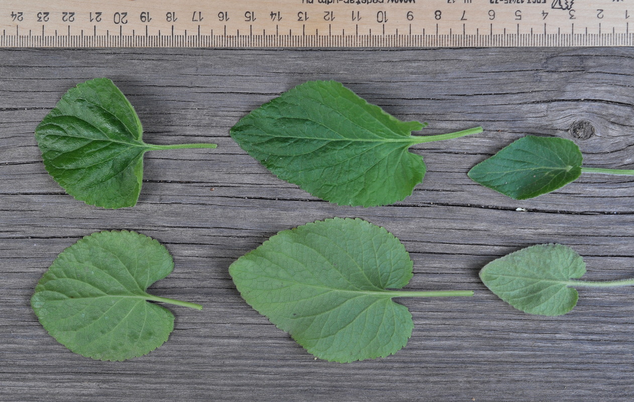 Image of genus Viola specimen.