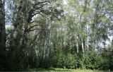 Изображение особи. Автор - Михаил Князев