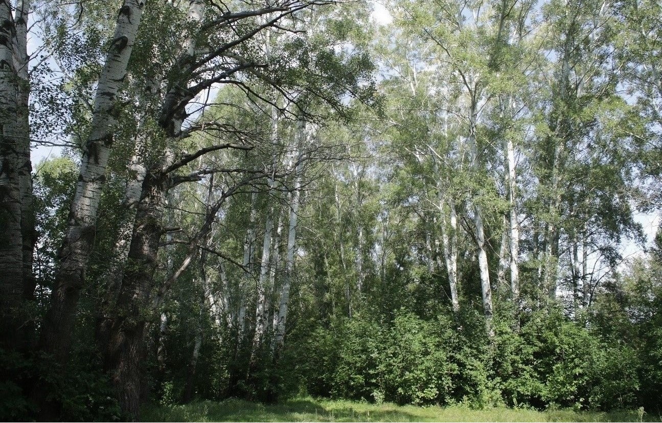 Изображение особи Populus × canescens.